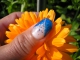Thumbnail Designvorschlag 1 (Blume)