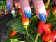 Thumbnail Designvorschlag 2 (Pepperonie)